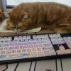 Cat mechanical keyboard scribble letters key caps
